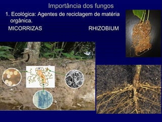 Importância dos fungos
1. Ecológica: Agentes de reciclagem de matéria
orgânica.
MICORRIZAS RHIZOBIUM
 