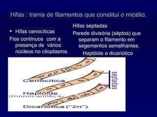 Hifas : trama de filamentos que constitui o micélio.
 Hifas cenocíticas
Fios contínuos com a
presença de vários
núcleos no citoplasma.
Hifas septadas
Parede divisória (séptos) que
separam o filamento em
segementos semelhantes.
Haplóide e dicariótico
 