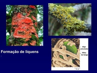 Formação de liquens
.
 