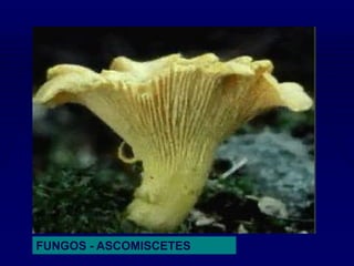 FUNGOS - ASCOMISCETES
 