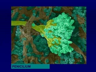 PENICILIUM
 