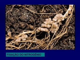 FIXAÇÃO DO NITROGÊNIO
 
