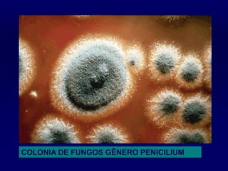 COLONIA DE FUNGOS GÊNERO PENICILIUM
 