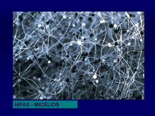 HIFAS - MICÉLIOS
 