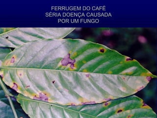 FERRUGEM DO CAFÉ
SÉRIA DOENÇA CAUSADA
POR UM FUNGO
 