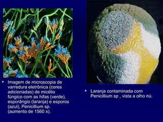  Imagem de microscopia de
varredura eletrônica (cores
adicionadas) de micélio
fúngico com as hifas (verde),
esporângio (laranja) e esporos
(azul), Penicillium sp.
(aumento de 1560 x).
 Laranja contaminada com
Penicillium sp , vista a olho nú.
 