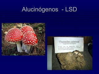 Alucinógenos - LSD
 