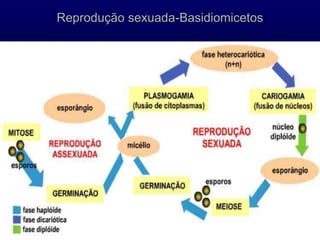 Reprodução sexuada-Basidiomicetos
 