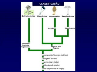 CLASSIFICAÇÃO
 