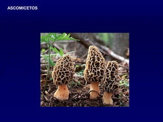 ASCOMICETOS
 