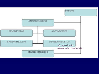 só reprodução
assexuada conhecida
 