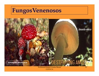 Fungos 270509