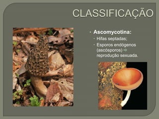 • Ascomycotina:
 Hifas septadas;
 Esporos endógenos
(ascósporos) 
reprodução sexuada.
 