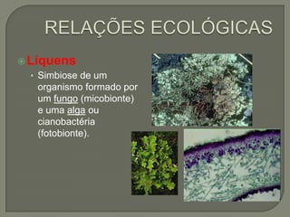 Líquens
• Simbiose de um
organismo formado por
um fungo (micobionte)
e uma alga ou
cianobactéria
(fotobionte).
 