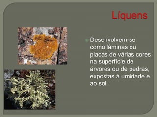  Desenvolvem-se
como lâminas ou
placas de várias cores
na superfície de
árvores ou de pedras,
expostas à umidade e
ao sol.
 