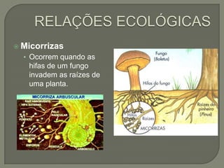  Micorrizas
• Ocorrem quando as
hifas de um fungo
invadem as raízes de
uma planta.
 