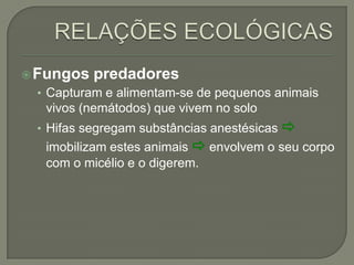 Fungos predadores
• Capturam e alimentam-se de pequenos animais
vivos (nemátodos) que vivem no solo
• Hifas segregam substâncias anestésicas 
imobilizam estes animais  envolvem o seu corpo
com o micélio e o digerem.
 