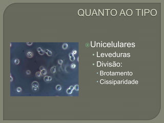 Unicelulares
• Leveduras
• Divisão:
 Brotamento
 Cissiparidade
 