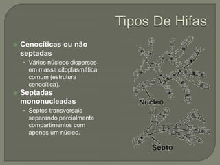  Cenocíticas ou não
septadas
• Vários núcleos dispersos
em massa citoplasmática
comum (estrutura
cenocítica).
 Septadas
mononucleadas
• Septos transversais
separando parcialmente
compartimentos com
apenas um núcleo.
 