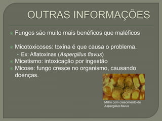  Fungos são muito mais benéficos que maléficos
 Micotoxicoses: toxina é que causa o problema.
• Ex: Aflatoxinas (Aspergillus flavus)
 Micetismo: intoxicação por ingestão
 Micose: fungo cresce no organismo, causando
doenças.
Milho com crescimento de
Aspergillus flavus
 