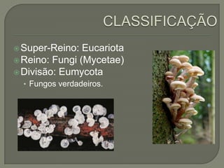 Super-Reino: Eucariota
Reino: Fungi (Mycetae)
Divisão: Eumycota
• Fungos verdadeiros.
 