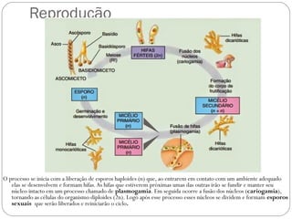 Reprodução
O processo se inicia com a liberação de esporos haploides (n) que, ao entrarem em contato com um ambiente adequado
elas se desenvolvem e formam hifas.As hifas que estiverem próximas umas das outras irão se fundir e manter seu
núcleo intacto em um processo chamado de plasmogamia. Em seguida ocorre a fusão dos núcleos (cariogamia),
tornando as células do organismo diploides (2n). Logo após esse processo esses núcleos se dividem e formam esporos
sexuais que serão liberados e reiniciarão o ciclo.
 