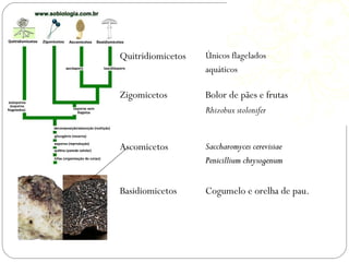 Quitridiomicetos Únicos flagelados
aquáticos
Zigomicetos Bolor de pães e frutas
Rhizobux stolonifer
Ascomicetos Saccharomyces cerevisiaeSaccharomyces cerevisiae
Penicillium chrysogenumPenicillium chrysogenum
Basidiomicetos Cogumelo e orelha de pau.
 