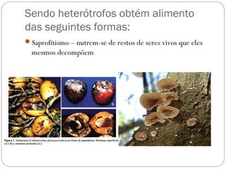Sendo heterótrofos obtém alimento
das seguintes formas:
Saprofitismo – nutrem-se de restos de seres vivos que eles
mesmos decompõem
 