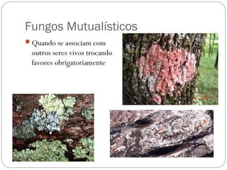 Fungos Mutualísticos
Quando se associam com
outros seres vivos trocando
favores obrigatoriamente
 