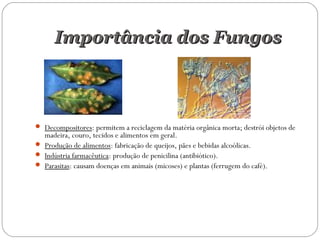Importância dos FungosImportância dos Fungos
 Decompositores: permitem a reciclagem da matéria orgânica morta; destrói objetos de
madeira, couro, tecidos e alimentos em geral.
 Produção de alimentos: fabricação de queijos, pães e bebidas alcoólicas.
 Indústria farmacêutica: produção de penicilina (antibiótico).
 Parasitas: causam doenças em animais (micoses) e plantas (ferrugem do café).
 