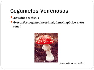 Cogumelos Venenosos
Amanita e Helvella
desconforto gastrointestinal, dano hepático e/ou
renal
Amanita muscaria
 