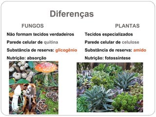 Diferenças
FUNGOS PLANTAS
Não formam tecidos verdadeiros Tecidos especializados
Parede celular de quitina Parede celular de celulose
Substância de reserva: glicogênio Substância de reserva: amido
Nutrição: absorção Nutrição: fotossíntese
 