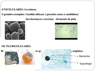 -UNICELULARES: LevedurasUNICELULARES: Leveduras
-2 grandes exemplos:2 grandes exemplos: Candida albicansCandida albicans ( parasita causa a candidíase)( parasita causa a candidíase)
Saccharomyces cerevisiaeSaccharomyces cerevisiae (fermento do pão)(fermento do pão)
OU PLURICELULARESOU PLURICELULARES
Bolores formados por filamentos que ficam imersos na matéria orgânica.Bolores formados por filamentos que ficam imersos na matéria orgânica.
filamentos
Esporângio
 