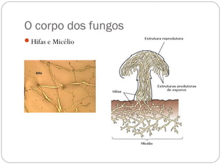 O corpo dos fungos
Hifas e Micélio
 