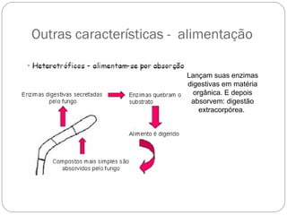 Outras características - alimentação
Lançam suas enzimas
digestivas em matéria
orgânica. E depois
absorvem: digestão
extracorpórea.
 