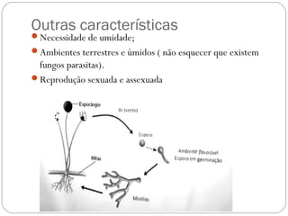 Outras características
Necessidade de umidade;
Ambientes terrestres e úmidos ( não esquecer que existem
fungos parasitas).
Reprodução sexuada e assexuada
 