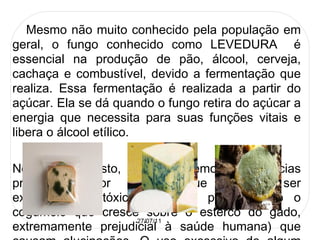 Mesmo não muito conhecido pela população em geral, o fungo conhecido como LEVEDURA  é essencial na produção de pão, álcool, cerveja, cachaça e combustível, devido a fermentação que realiza. Essa fermentação é realizada a partir do açúcar. Ela se dá quando o fungo retira do açúcar a energia que necessita para suas funções vitais e libera o álcool etílico. No outro oposto, também temos substâncias produzidas por fungos que podem ser extremamente tóxicas ( como por exemplo o cogumelo que cresce sobre o esterco do gado, extremamente prejudicial à saúde humana) que causam alucinações. O uso excessivo de algum deles provoca casos de desintegração mental que exigem internamento psiquiátrico. 