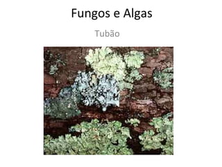 Fungos e Algas Tubão 