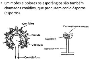 Em mofos e bolores os esporângios são também chamados conídios, que produzem conidiósporos (esporos). 
