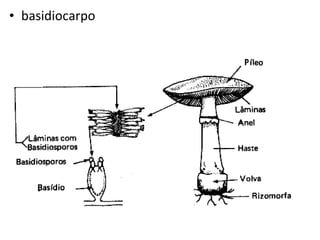 basidiocarpo 