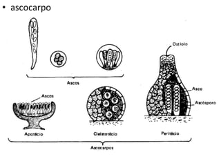 ascocarpo 