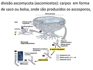 divisão ascomycota (ascomicetos): carpos  em forma  de saco ou bolsa, onde são produzidos os ascosporos,  