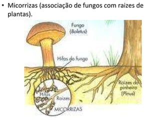 Micorrizas (associação de fungos com raizes de plantas). 