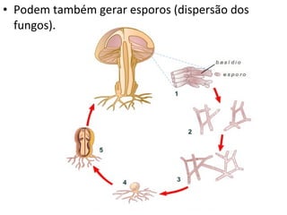 Podem também gerar esporos (dispersão dos fungos).  