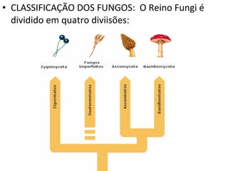 CLASSIFICAÇÃO DOS FUNGOS:  O Reino Fungi é dividido em quatro diviisões:  