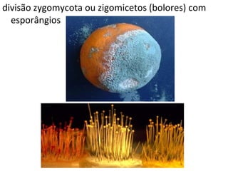 divisão zygomycota ou zigomicetos (bolores) com esporângios 