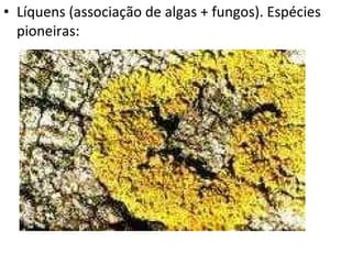 Líquens (associação de algas + fungos). Espécies pioneiras: 