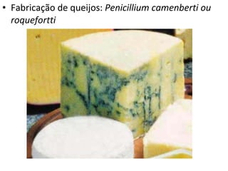Fabricação de queijos:  Penicillium camenberti ou roquefortti 