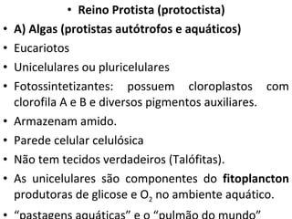 Reino Protista (protoctista) A) Algas (protistas autótrofos e aquáticos) Eucariotos Unicelulares ou pluricelulares Fotossintetizantes: possuem cloroplastos com clorofila A e B e diversos pigmentos auxiliares. Armazenam amido. Parede celular celulósica Não tem tecidos verdadeiros (Talófitas).  As unicelulares são componentes do  fitoplancton  produtoras de glicose e O 2  no ambiente aquático.  “ pastagens aquáticas” e o “pulmão do mundo” 