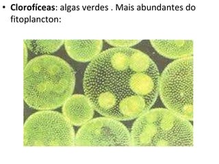 Clorofíceas : algas verdes . Mais abundantes do fitoplancton: 